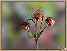 Benoite des ruisseaux